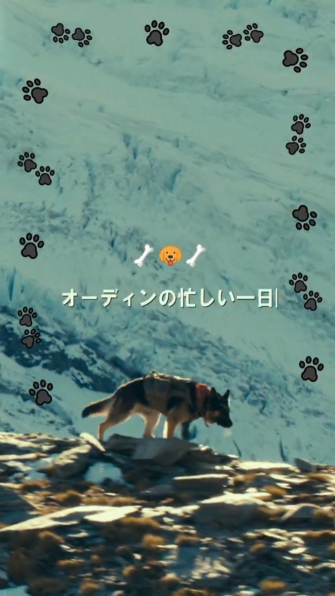 ━━━━━━━━━━━━━━━━━━ ⠀˗ˋ🐕" 今日も良い子 "なオーディン 🦴ˊ˗ ━━━━━━━━━━━━━━━━━━ ジェームズの最高のバディ! 愛犬オーディンの忙しい一日🎥✨ 賢くて愛おしい姿は、 ぜひ劇場で見届けてください❤️ 大ヒット上映中🎬
