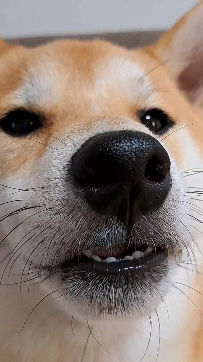 柴犬のクッチャクッチャにも需要があるかもしれない！ これも人だとイラつくのに、わんこだと癒される不思議🥹