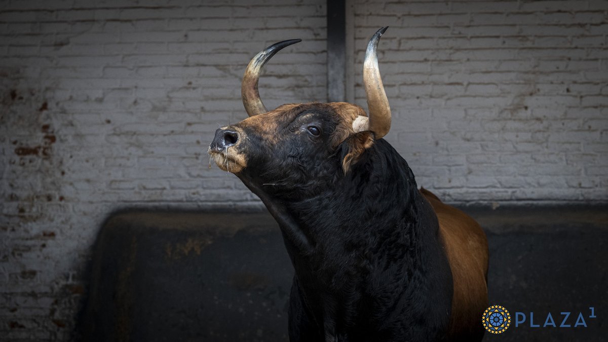 [🎥 𝗘𝗡 𝗩𝗜́𝗗𝗘𝗢] ¡Los toros de 🖤💛 𝐕𝐢𝐜𝐭𝐨𝐫𝐢𝐚𝐧𝐨 𝐝𝐞𝐥 𝐑𝐢́𝐨 que se lidian esta tarde! A partir de las 18h. vivimos la tercera de feria. ⚡️En el cartel, Emilio de Justo, Víctor Hernández y Marco Pérez, que confirma. 🍂 #FeriadeOtoño2026 #LasVentas