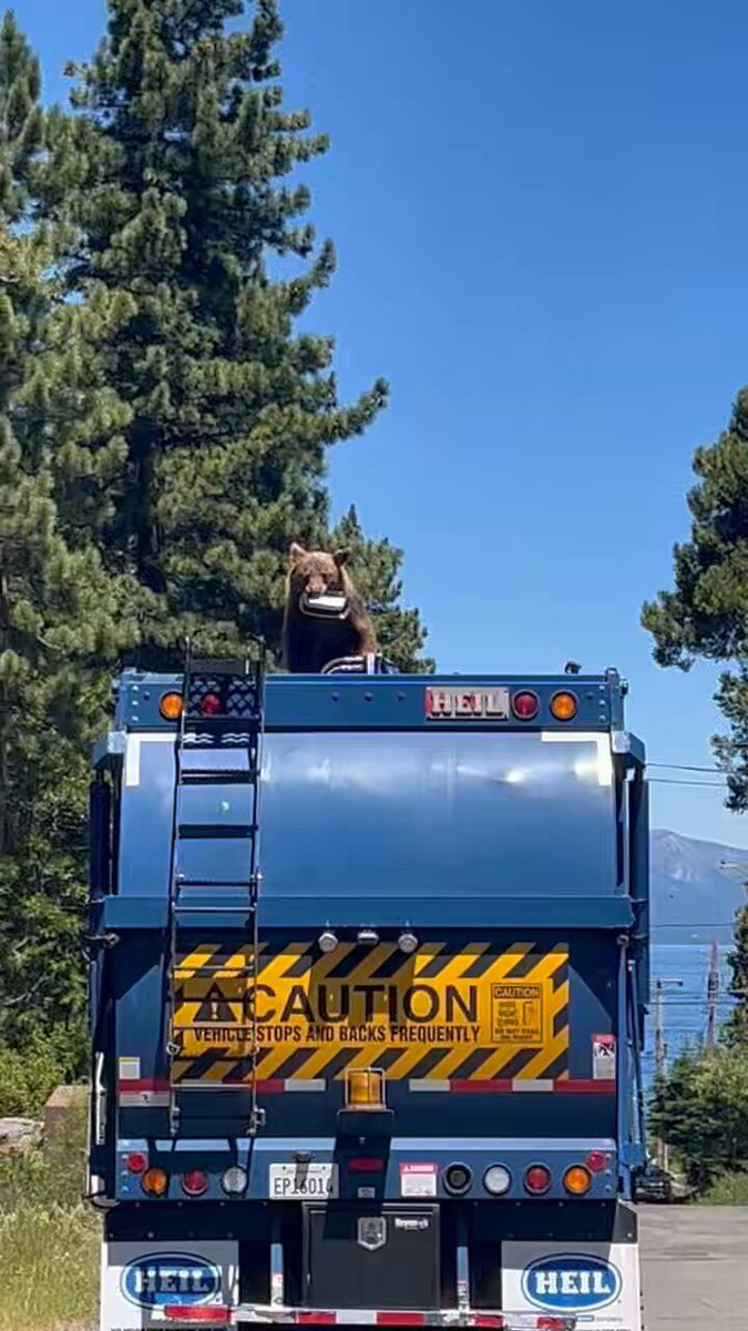 The bear maintained 3 points of contact better than most employees ,safety first 🤣🤣🤣🤪