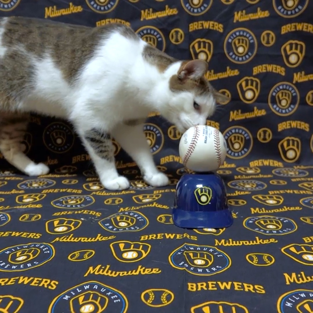 Take us out to the ball game... All of us here at the Milwaukee County Zoo, (including Family Farm cat, Will Turner) are ready to root on the Brew Crew in the NLDS! #ThisIsMyCrew #Brewcrew #WinOurWay #NLDS #MKEZoo