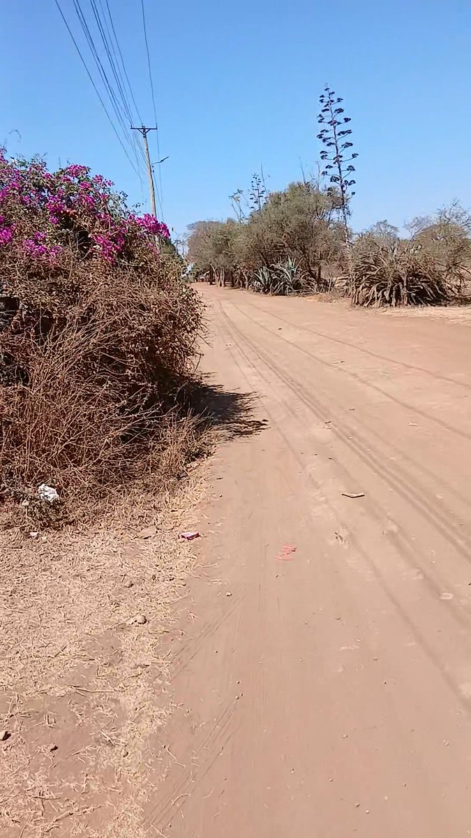 The last time Juja was this hot and dry was in 2017. Tried doing 10km walk to Juja Farm but the heat was too much I had to retreat. Rada boss Kenya Meteorological Service Authority , where is the El Nino manade?