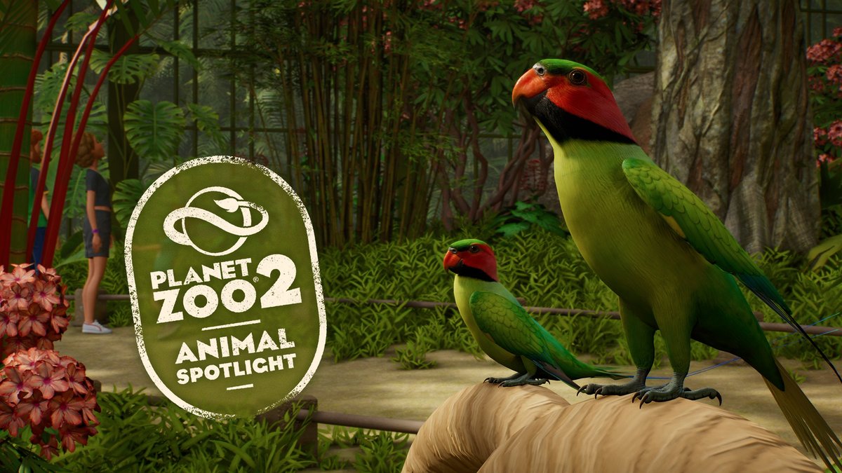 We can't wait to welcome the Long-tailed parakeet to our zoos on October 13! 🐦 Learn more about them in our spotlight video!