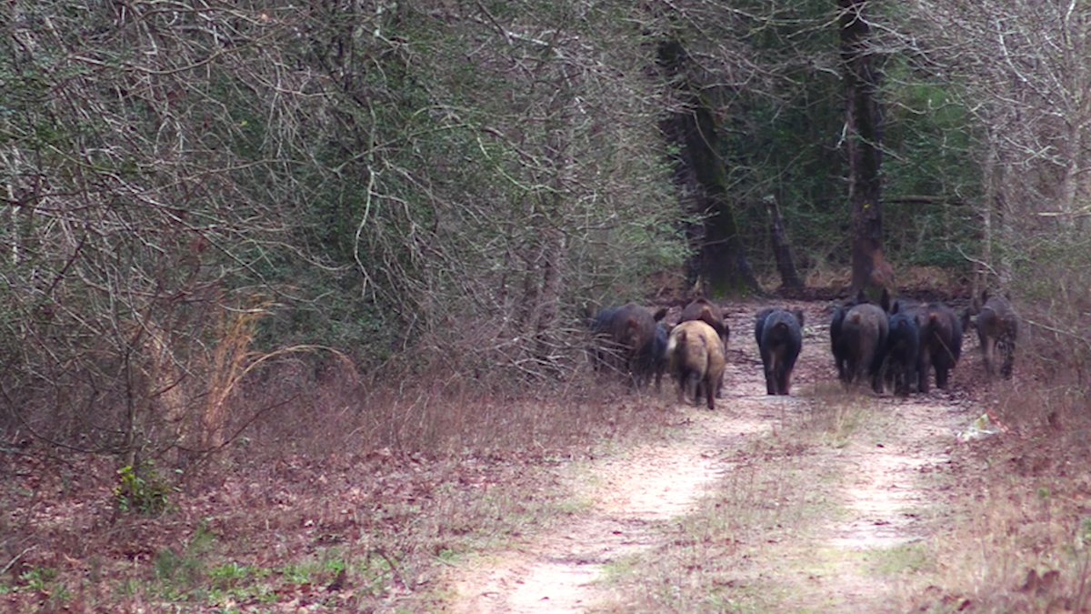 Texas has a hog problem we can't barbecue our way out of. Through research and education, the A&M System is making a concentrated effort to keep feral hogs in check.