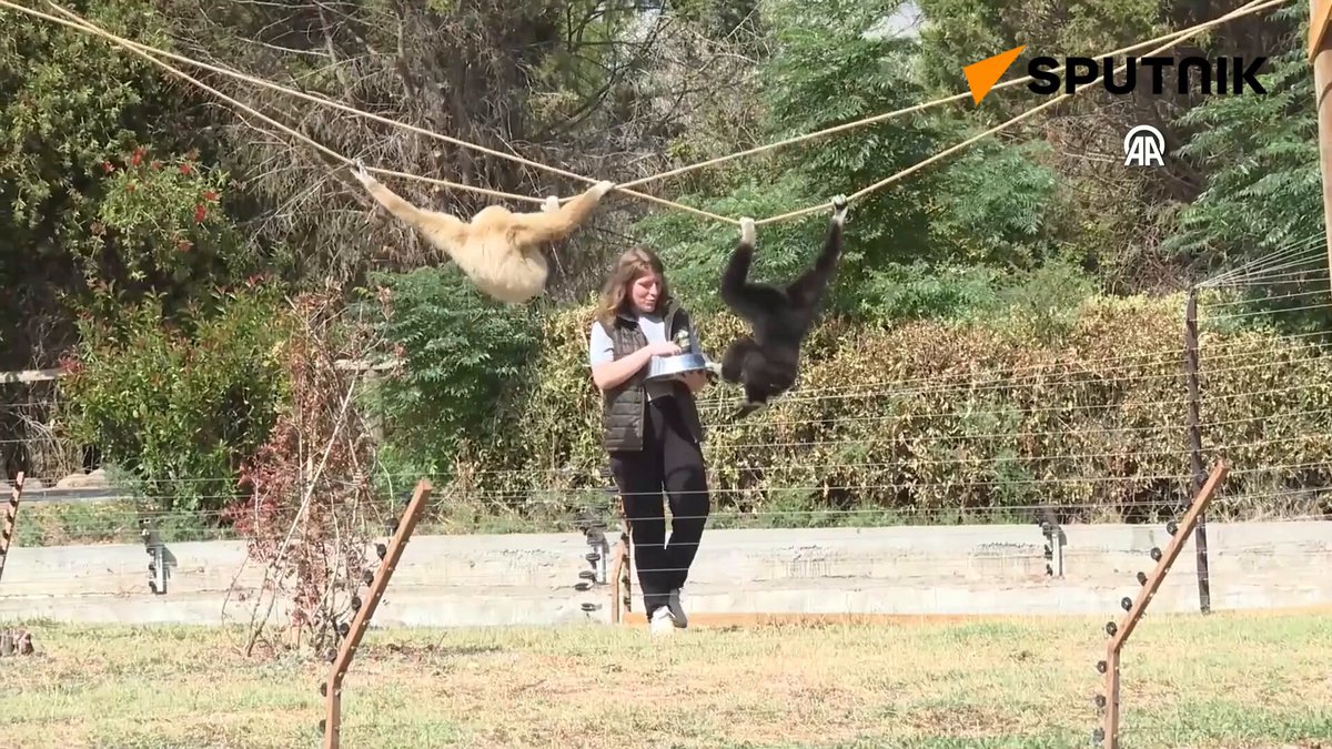 🐵Kocaeli Darıca'da özel hayvanat bahçesinin kapanmasının ardından İzmir Doğal Yaşam Parkı'na getirilen 4 gibonun bakıcısı Tuğçe Nur Bostancı, uzun yıllar ilgilendiği hayvanlardan ayrılmamak için İzmir'e taşındı