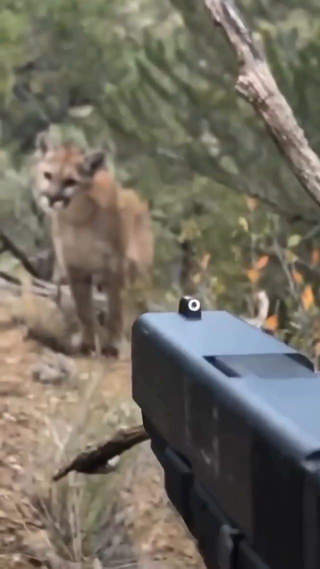 "How would you have handled this? 👀👀 📸@guncaffeine #FindYourAdventure #outdoors #hunting #protection #mountainlion