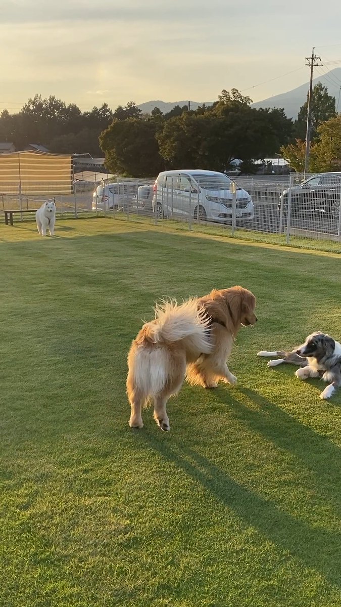 犬見知りなので遊びに誘われないようにそっとベンチの陰に隠れるうちの犬が可愛いので見てください