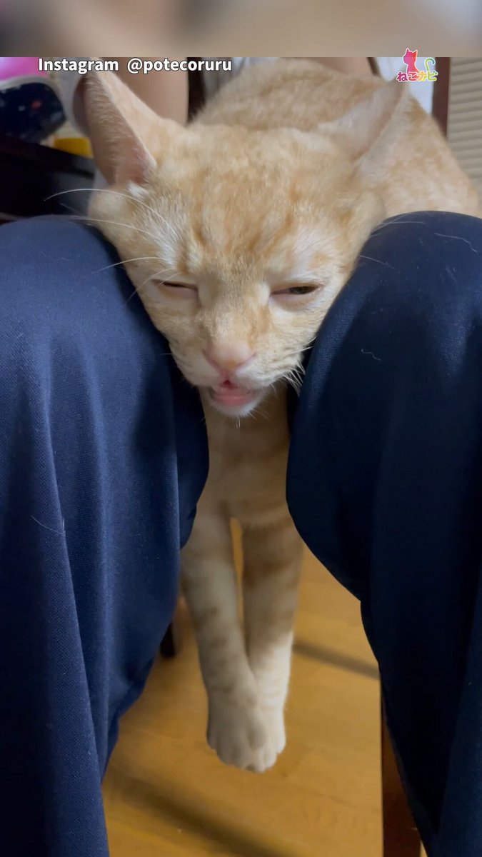 気持ち良すぎて昇天する猫