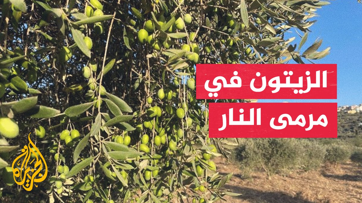 أشجار الزيتون في مرمى المستوطنين.. حرق واقتلاع وتبريرات دينية #تقرير: حليمة طبيعة