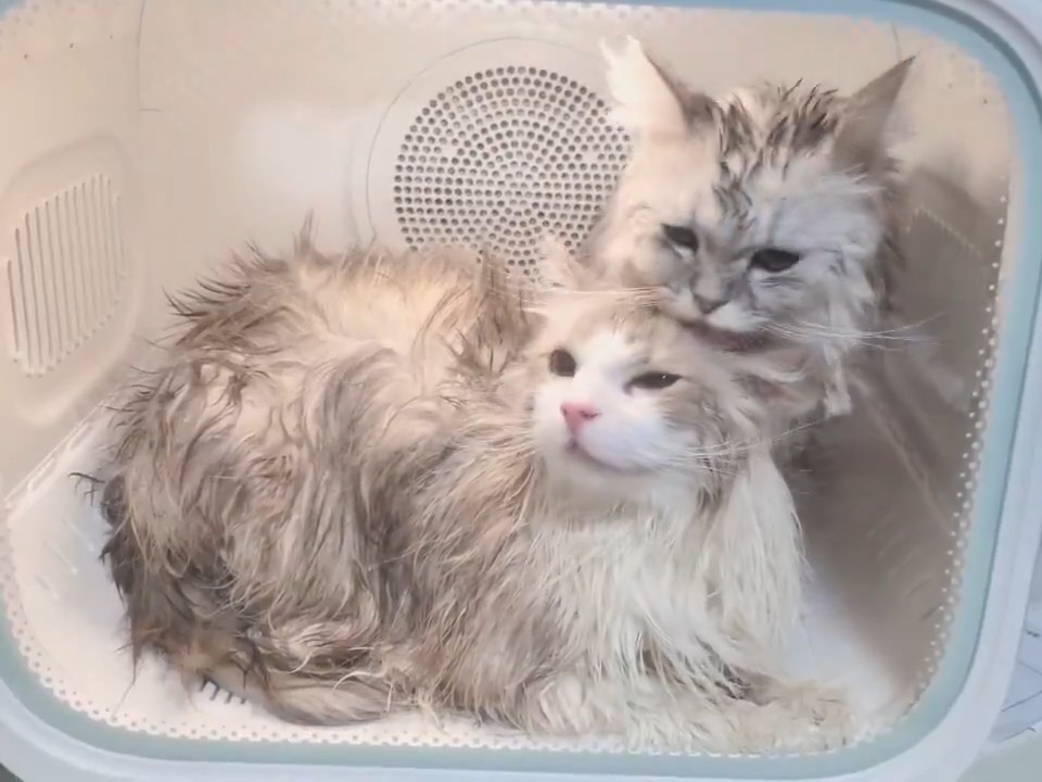 酷い目に遭ったんですけど🥺