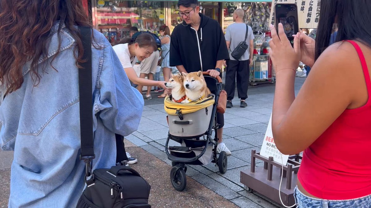 浅草でも5分おきに 外国人に囲まれる柴犬 #シヴァ犬こむぎっす #豆シヴァわらび #柴犬