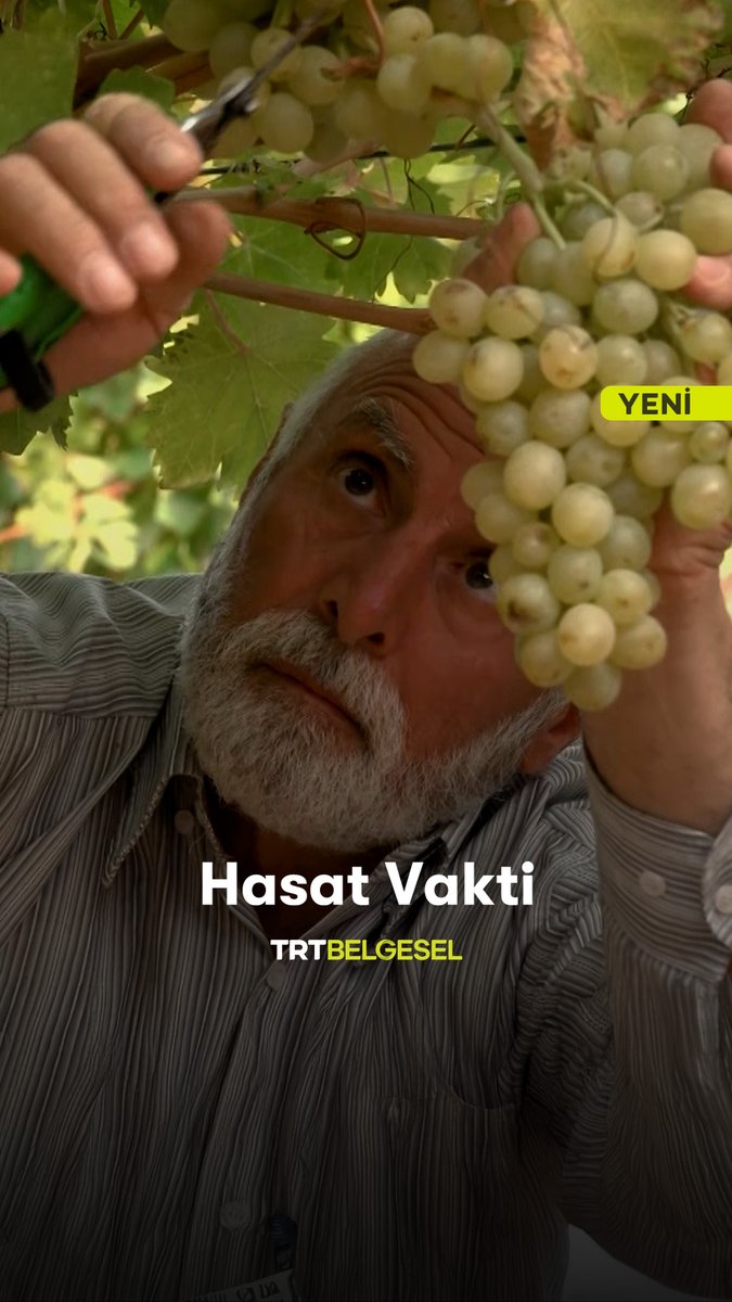 Elazığ Ağın’ın dağlık yamaçlarında dededen kalma gelenekle, ailece binbir emekle toplanan meşhur “Ağın beyazı” üzümünün hasat telaşına tanık oluyoruz. “Hasat Vakti”, yeni bölümüyle 20.00’de TRT Belgesel’de.