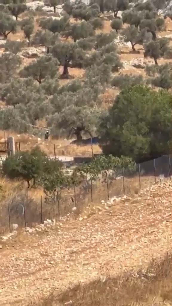 Today two Israeli settlers were stealing olives from the land of a Palestinian-American Christian family in Taybeh, the only remaining entirely Christian town in Palestine. The family called the US Embassy, which coordinated with the Israeli army, who then removed the settlers.