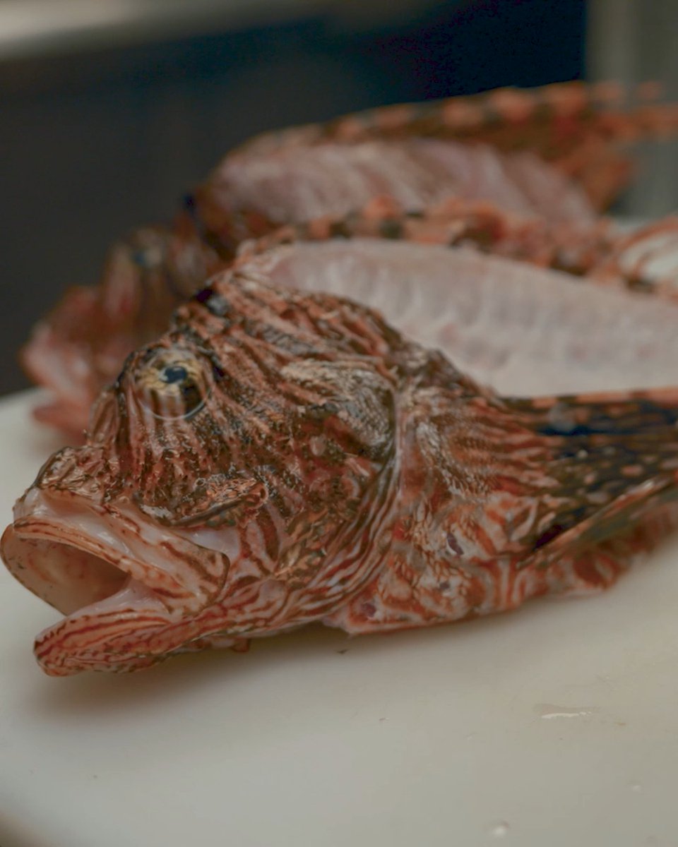 There’s an invader lurking beneath Florida’s crystal-clear waters. 🌊 Mario teams up with renowned Lionfish Huntress Rachel and local guide Tony to dive into the hunt, helping remove invasive lionfish before turning the day’s catch into something unforgettable at Chef Michaels. 🐟🔥 United Plates | All New Monday at 7:30 PM ET