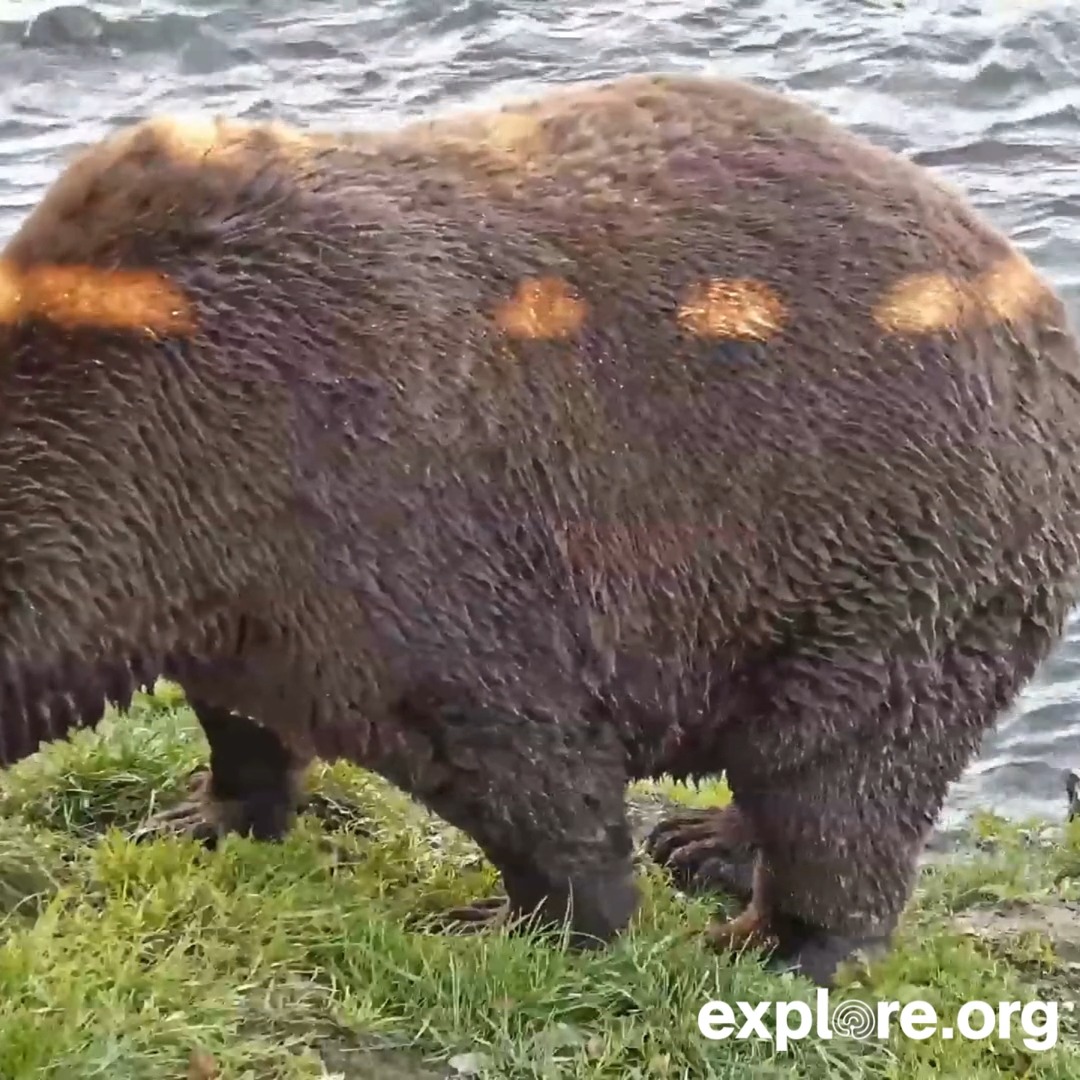 Wide-bodied Walker munches on greens, blissfully unaware he lost another Fat Bear Week.