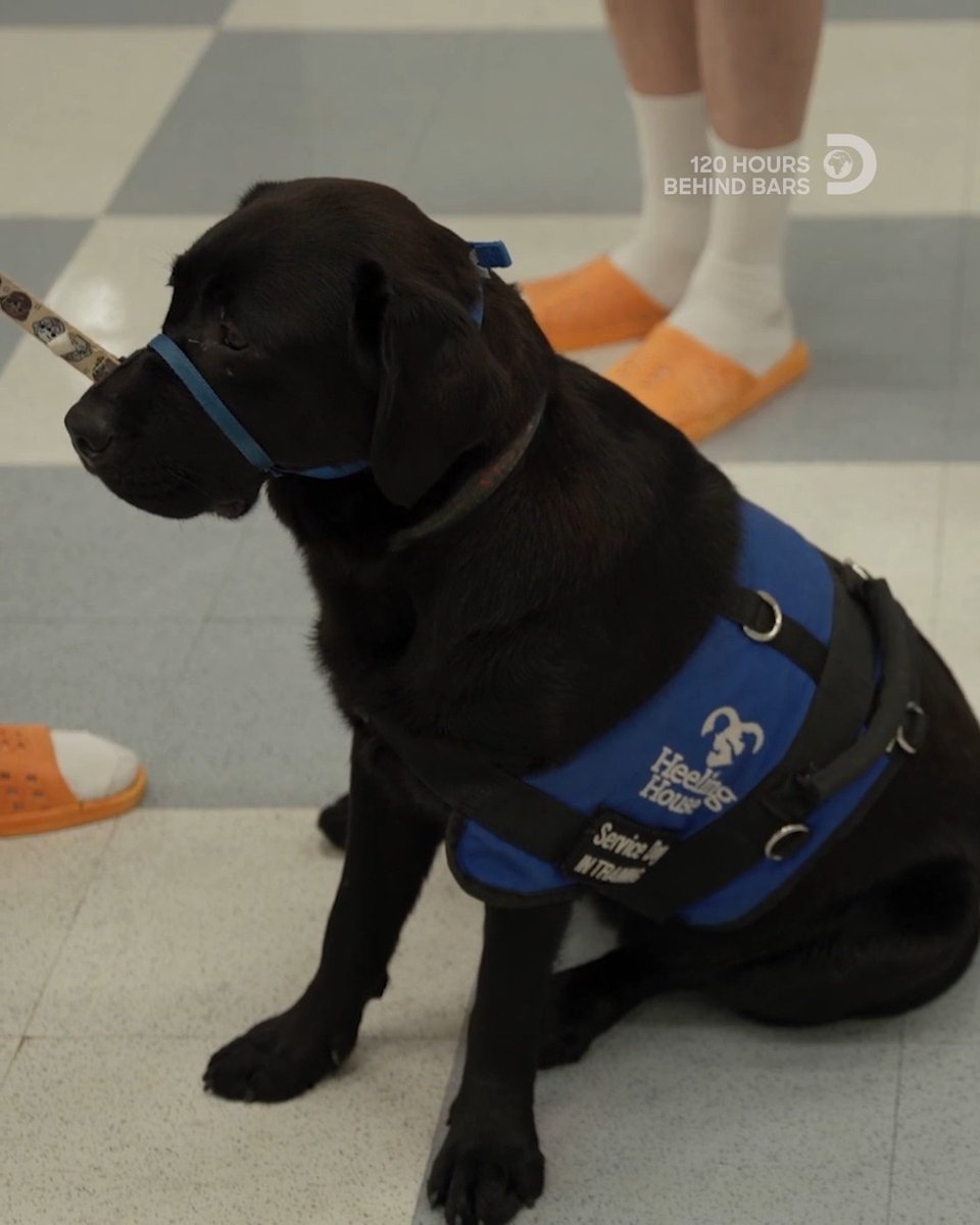 A unique program gives inmates the chance to train service dogs. 🐕‍🦺 See more on #120HoursBehindBars, Mondays at 9P on Discovery.