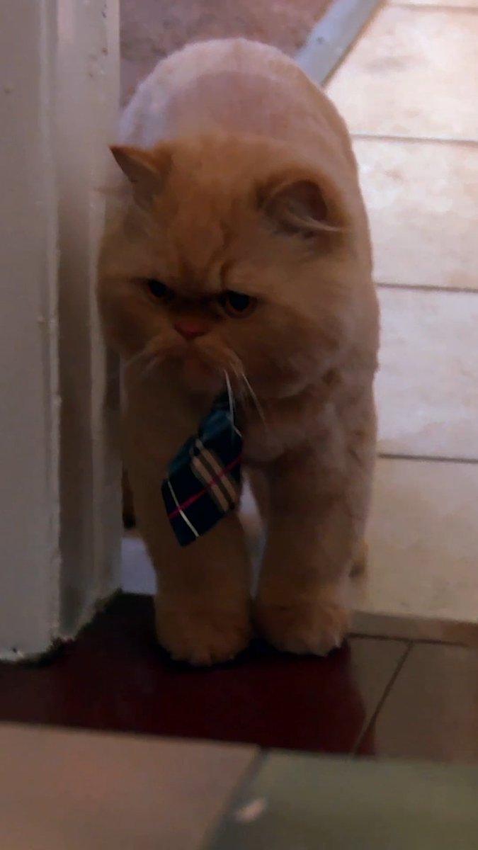 Cute cat passes out while playing! 🐈🙀 #MyCatFromHell #cat #kitty