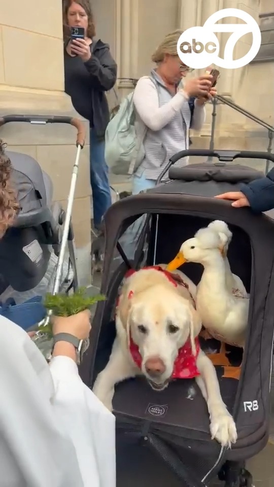 From ducks to dogs, animals of all sorts were blessed Sunday at the Washington National Cathedral.