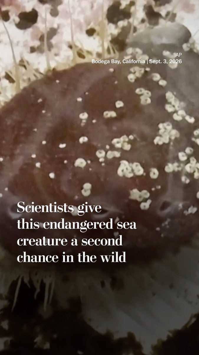 White abalone, prized for its meaty body, was nearly fished to extinction. Scientists at UC Davis are raising the endangered marine snails with the goal of establishing a self-sustaining wild population.