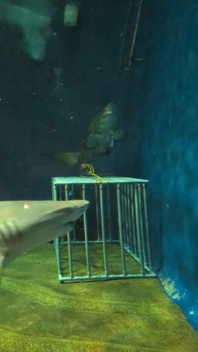 当館生まれ当館育ちのシロワニNo.9🦈週に数回あるお掃除中に、ダイバーが入るケージの上に乗ってじっとするという謎の行動👀お気に入りのようで、お掃除が終わったダイバーをびっくりさせたあと、名残惜しそうにしながら泳いでいきました🦈 #アクアワールド #大洗水族館