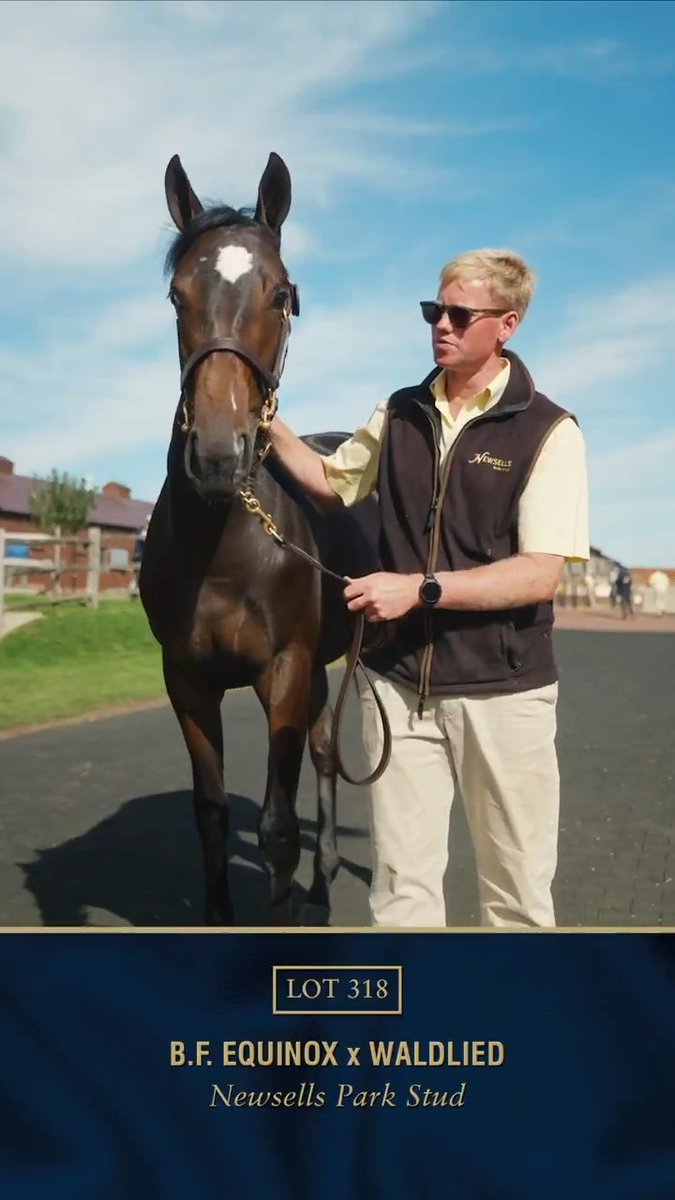 The only yearling by Equinox to be offered at public auction in Europe this year 🤩 Newsells Park Stud will offer this filly out of Gr.2 winner Waldlied, herself a ½-sister to the Arc winner Waldgeist, at #TattsOctober Book 1.