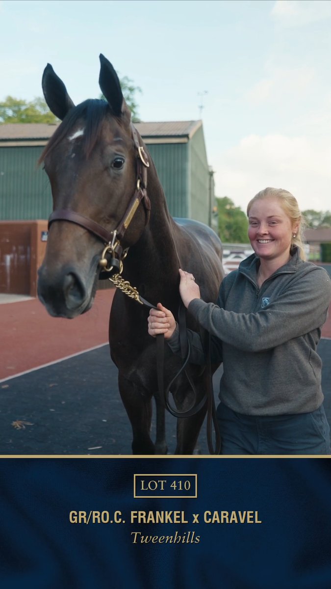 Here's the Frankel colt out of multiple Gr.1 winner Caravel, part of the Tweenhills draft and set to go through the ring on day three at #TattsOctober Book 1.