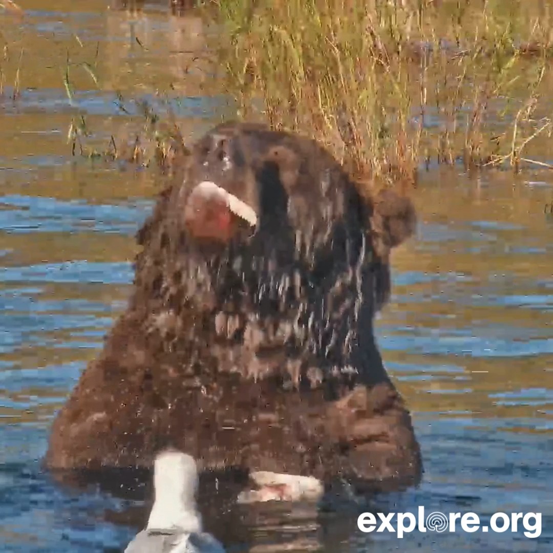 Bear 913 is all of us enjoying a snack in the autumn sunset.