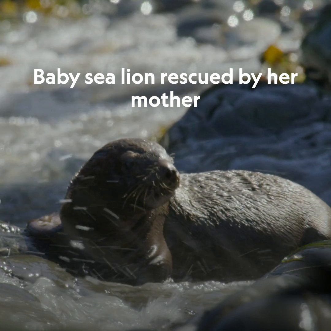 The ocean is a big place for a little sea lion pup. Thankfully, mom isn't far away 🦭 #GrowingUpAnimal is now streaming on Disney+