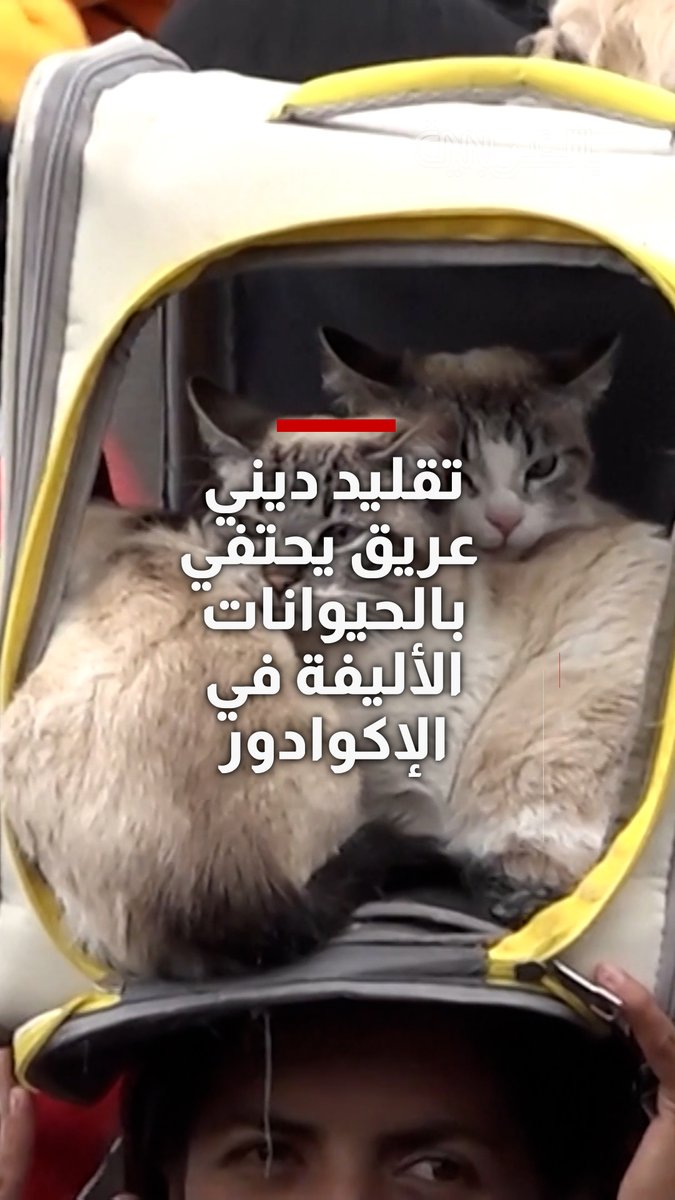 تقليد ديني عريق يجمع مئات الحيوانات الأليفة وأصحابها في الإكوادور.. شاهد مراسم "مباركة الحيوانات" السنوية
