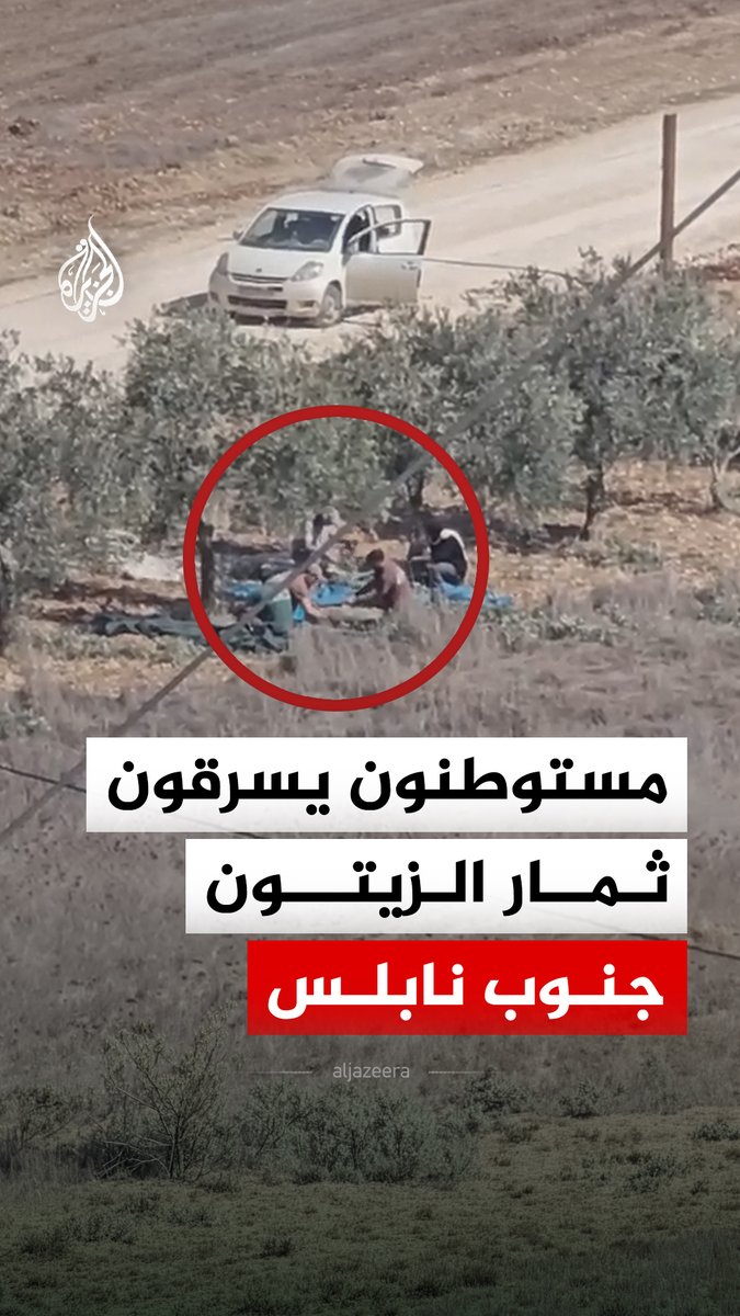 لحظة سرقة مستوطنين لثمار الزيتون من المنطقة الشمالية في بلدة قصرة جنوب نابلس #فيديو