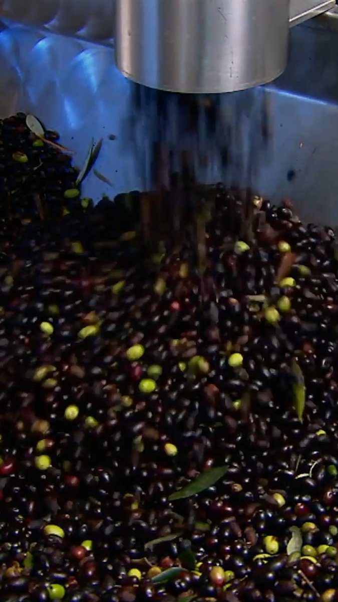 You'll never look at olive oil the same...🫒 #HowItsMade #oliveoil