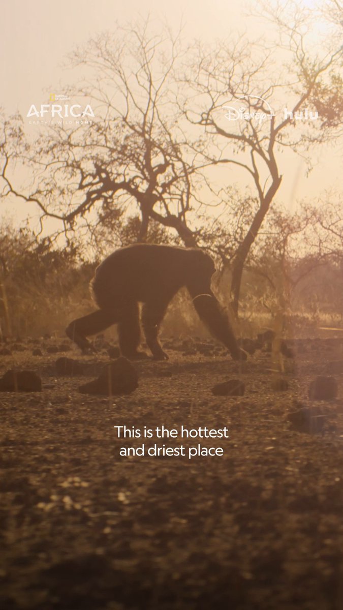 Presented by @Rolex. A simple branch becomes a fishing rod in the hands of these resourceful chimpanzees. This technique allows them to harvest algae without getting wet. #AfricaEarthsWildHome is now streaming on Disney+ and Hulu.