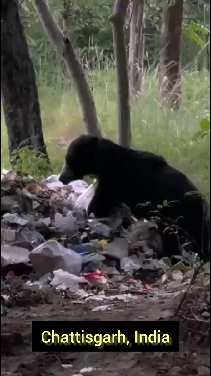 First the cows were eating from the trash, then we saw the monkey's, then we saw the wild deers eating from plastic trash in Gujarat, Chennai and Dehradun and now — this wild bear scavenging through garbage in Kanker City, Chattisgarh, India. We Humans are the cause of misery for the other species, we have destroyed forests and grasslands — their homes forever.