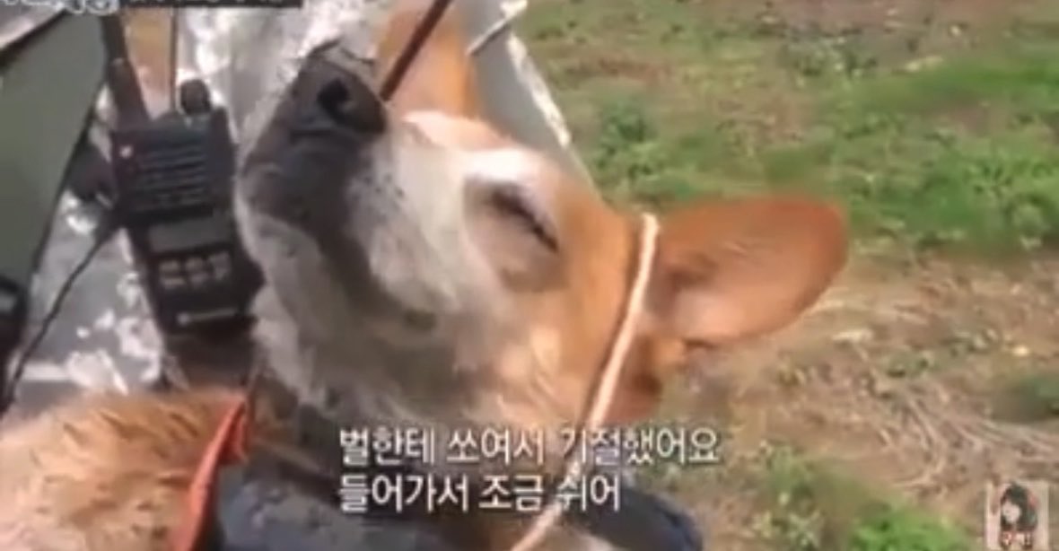 벌한테 쏘여서 기절한 강아지 생각나 ㅜㅜㅜㅜㅜㅜㅜㅜ