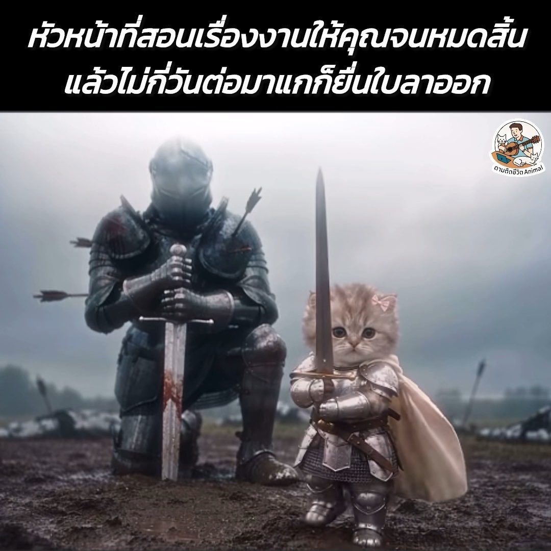 หัวหน้า : เธอเก่งขึ้นมาแล้ว พี่ขอฝากที่เหลือด้วยนะ 😁 #หมา #แมว #ทาสแมว #อาณาจักรสัตว์โลก #ตามติดชีวิตAnimal