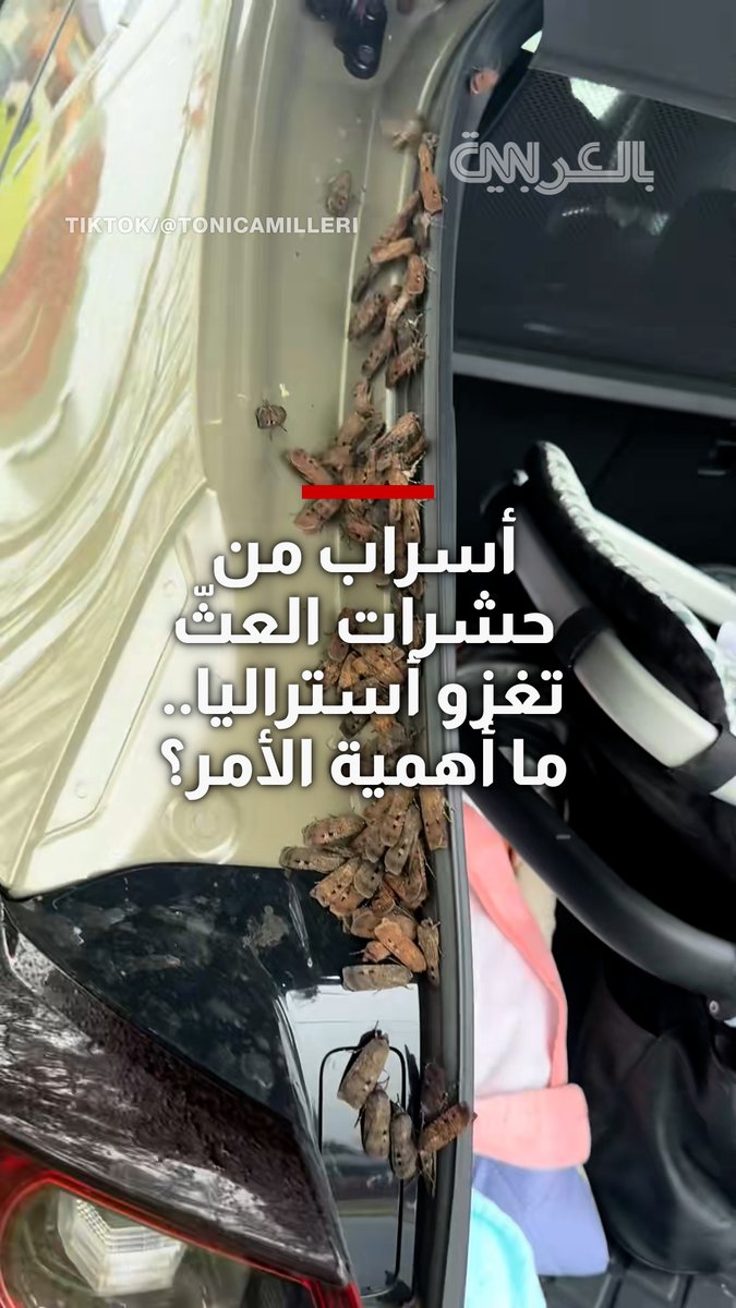أسراب من حشرات العثّ تغزو أستراليا بعد تراجع أعدادها بنسبة 99.5% بحلول عام 2021.. ما أهمية الأمر؟