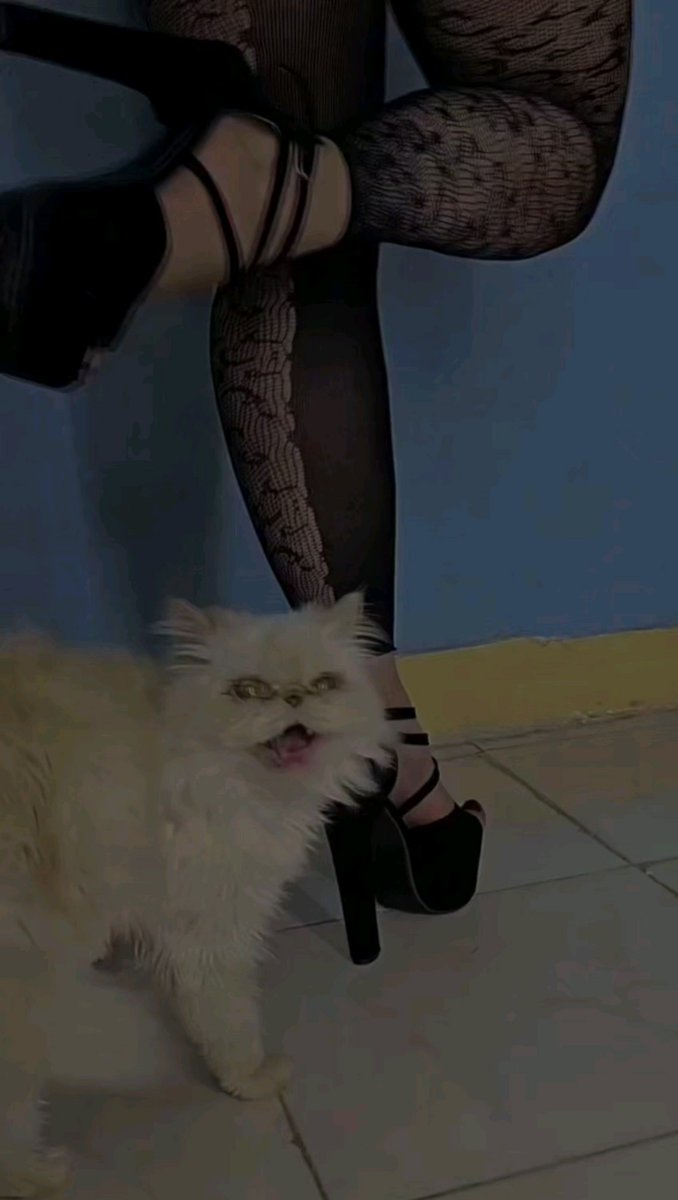 اینستا قبلا دید، شما هم ببینید😽🪽❤️💃