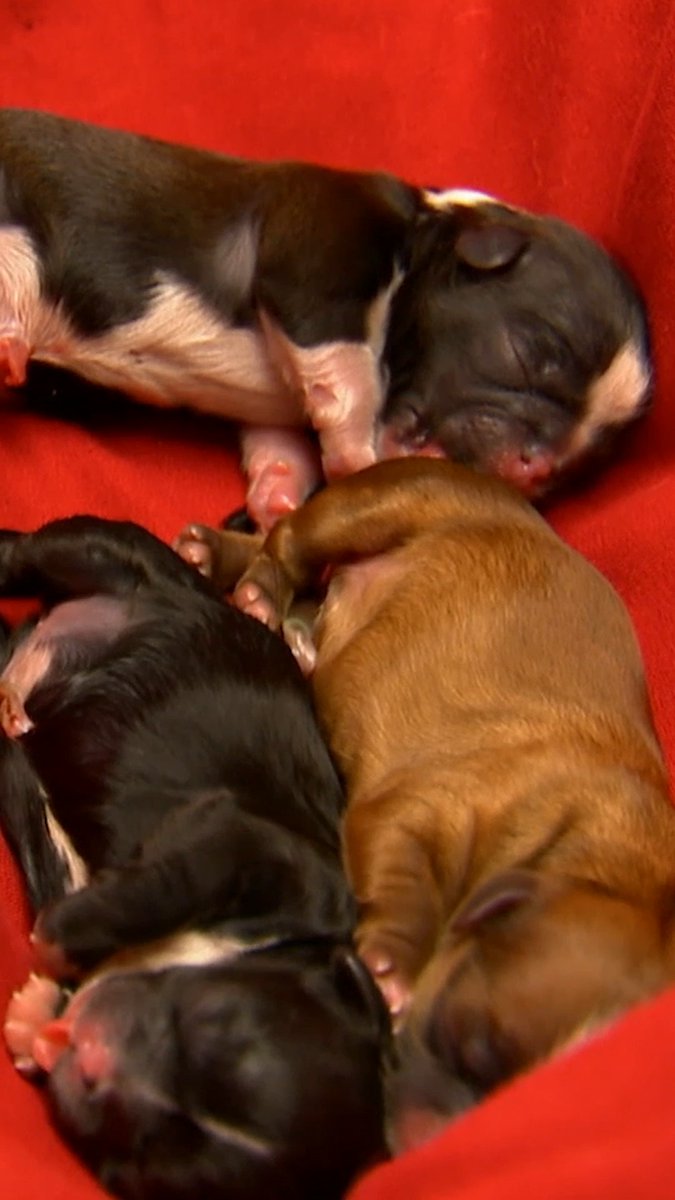 Puppy takes its first breath 🐶🥺 #TooCute #puppy #adorable