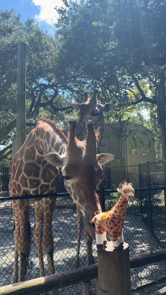 We introduced some of the animals to their plushy counterparts from the gift shop and got some very mixed reactions... 😂