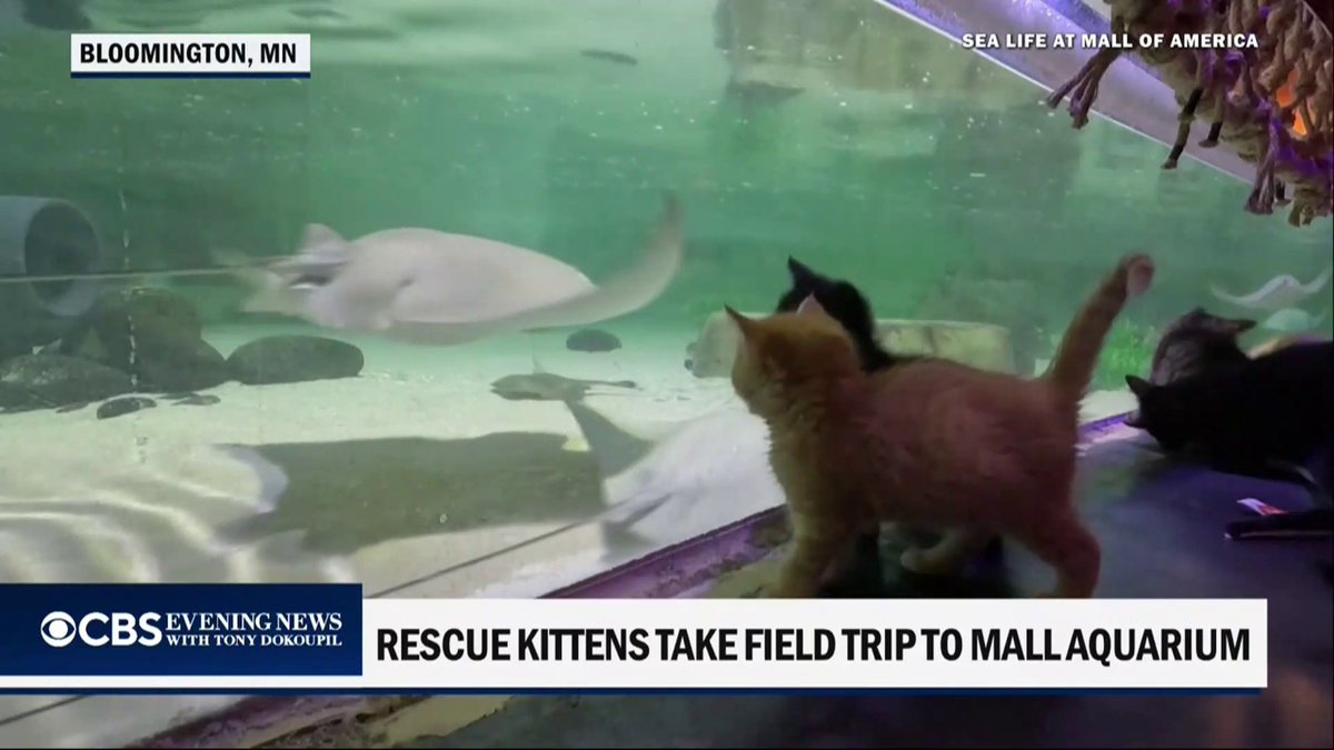 More than a dozen rescue kittens went on a field trip to an aquarium in Bloomington, Minnesota where they wandered into an underwater tunnel, allowing them to get an up-close look at marine life.