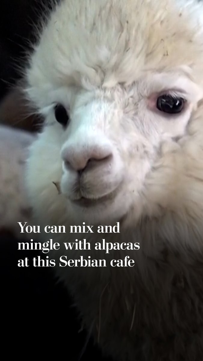 A Serbian cafe lets visitors come see the animals, grab a drink — and even get a bucket with alpaca food.