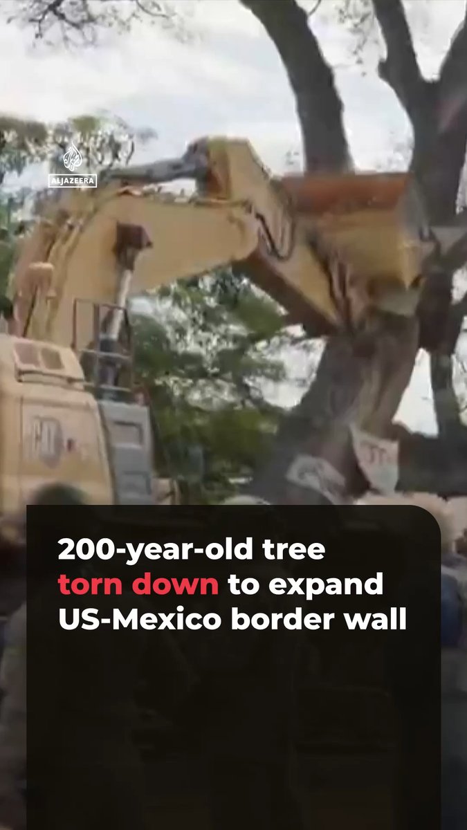 A 200-year-old cottonwood tree has been cut down to make way for an expansion of a US-Mexico double border wall. Activists staged protests for months and camped at the tree to prevent it from being cut down.