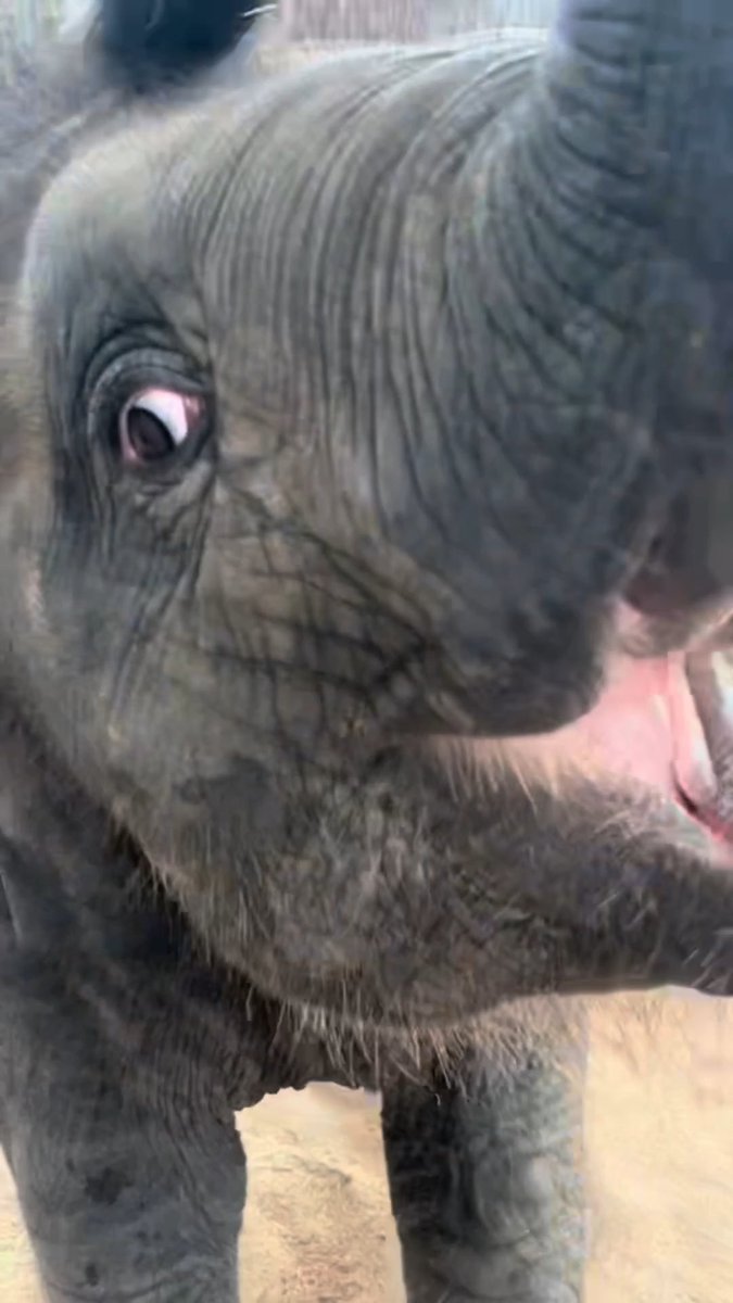 Listen up! 🔊 Lady Bird has something to say! 🐘 📸: Keeper Gabby