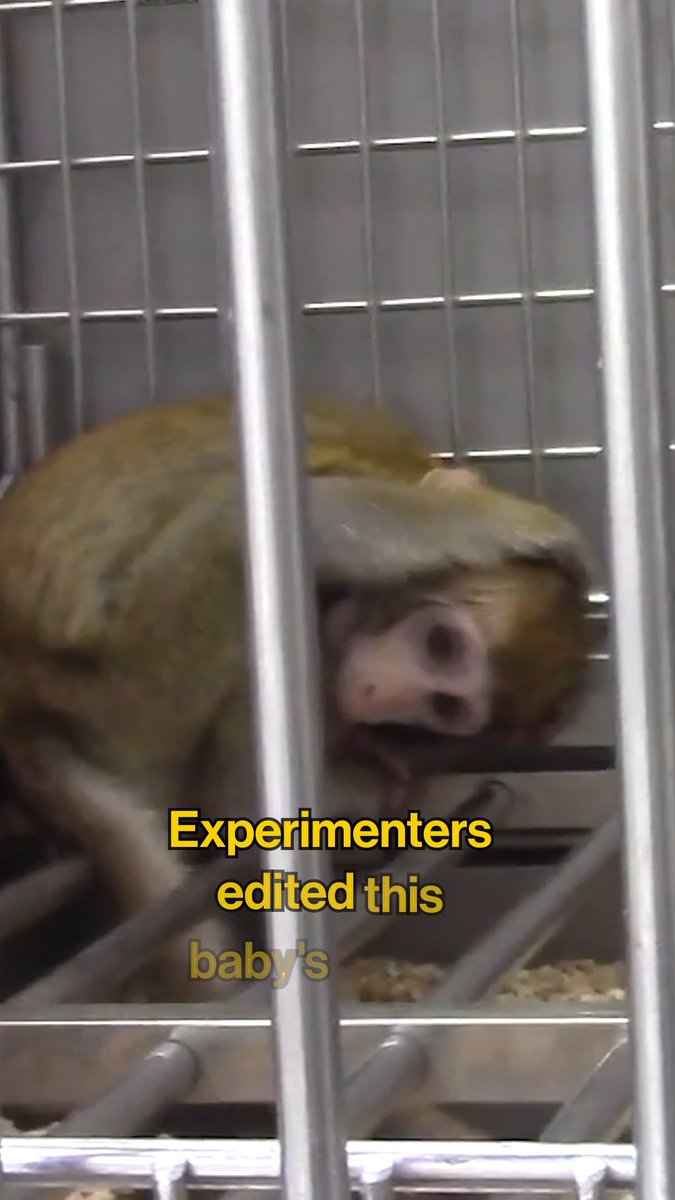 Experimenters edited this baby monkeyโs genes to make him fearful and anxious, then imprisoned him just to study his suffering ๐ No animal should be engineered to suffer in a lab. Text now to demand a shift to animal-free research.