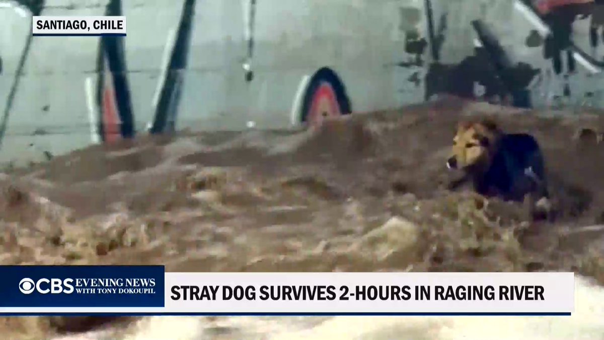 A stray dog in Chile was finally rescued after spending more than two hours in a raging river.