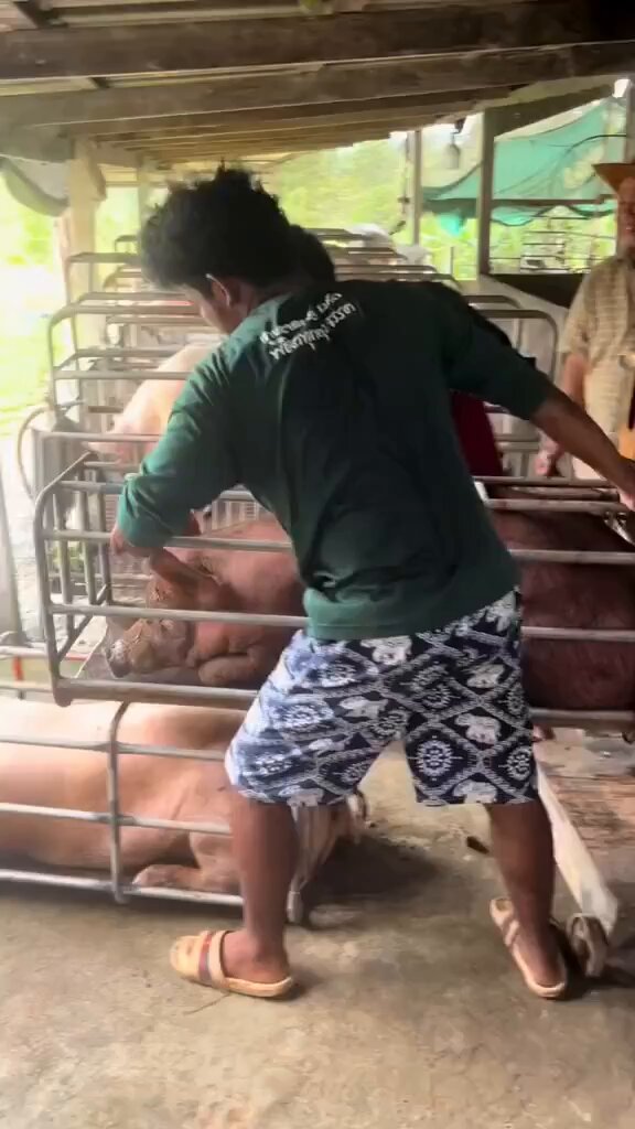We breed them in a cage. We carry them in a cage. We murder them in a cage. Humans are worse than aliens. That’s why they never come visit us. #EndAnimalExploitation #StopTheTorture #StopYourKillings #LiveVegan be no part of this 🙏