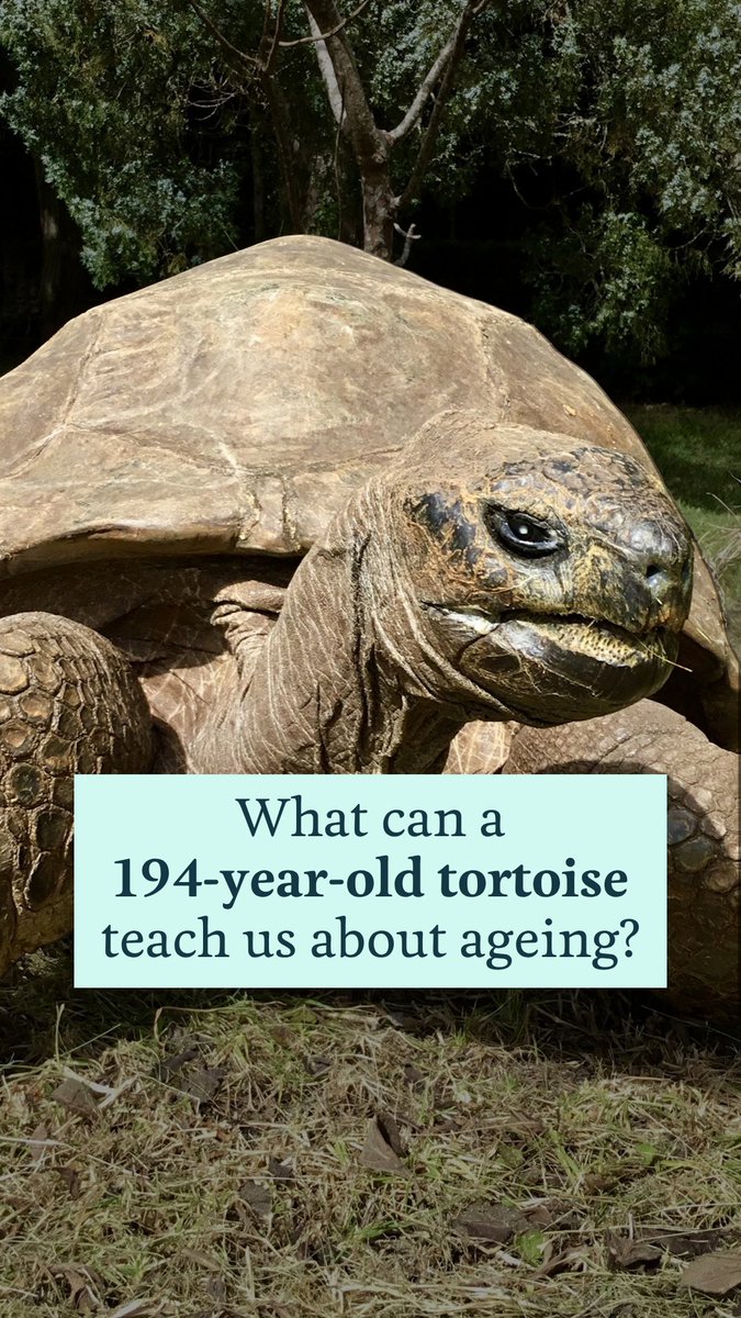 What can a 194-year-old tortoise teach us about ageing? 🐢 Scientists, including Justin Gerlach Peterhouse, Cambridge, have been studying the DNA of Jonathan – the world’s oldest living land animal – to uncover clues about his extraordinary longevity. Learn more about this new study 👇