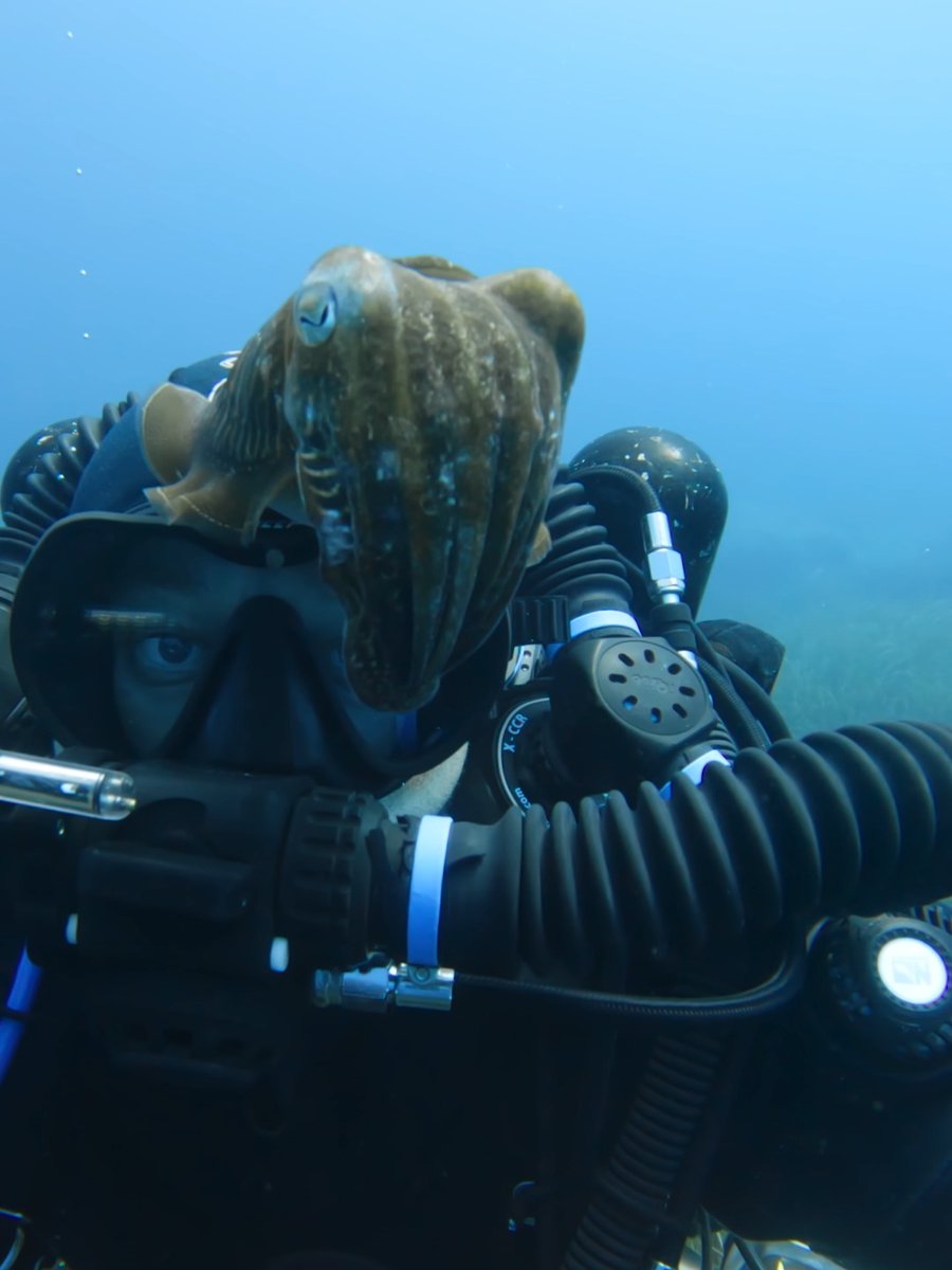 This cuttlefish wanted to cuddle with Adam Ewangelista 🥹 🏆 500 GoPro Award 👉 #GoPro #WildlifePhotography #Scuba #Cuttlefish