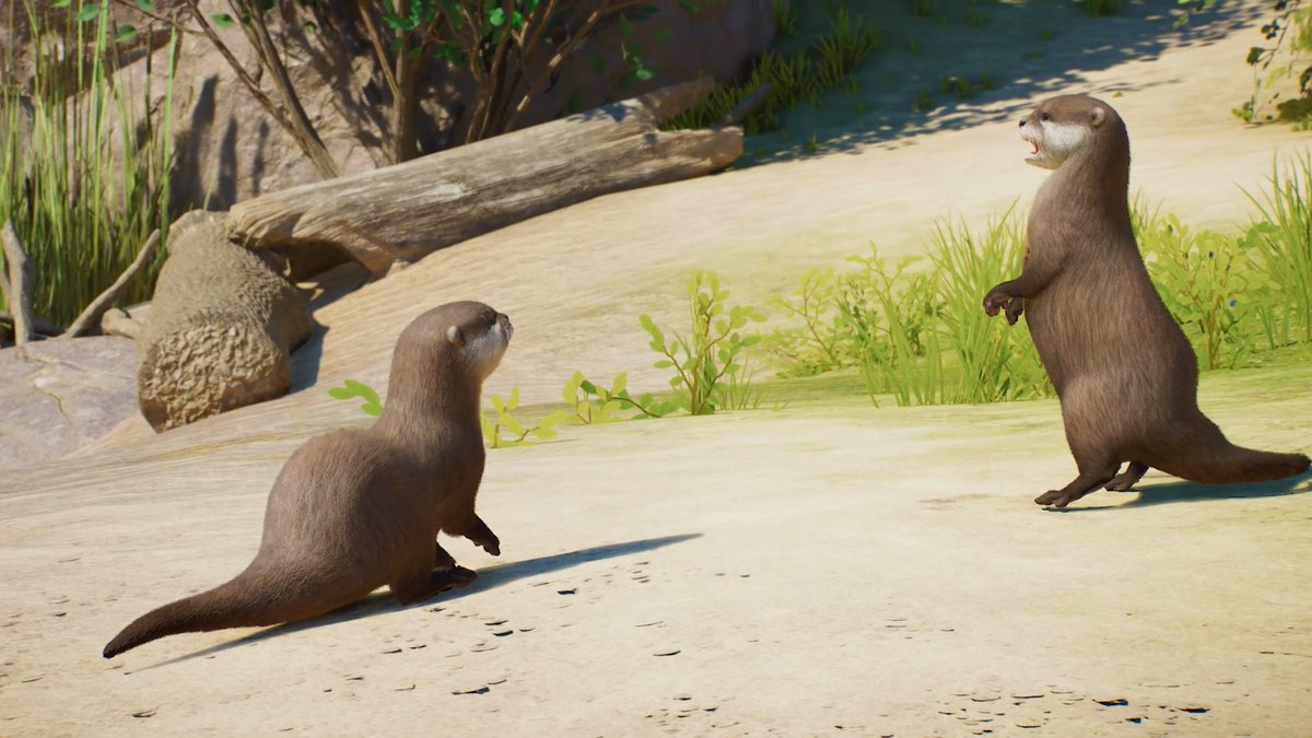 Introducing the Asian small-clawed otter, coming to Planet Zoo 2 at launch! Pre-order now and get ready to welcome them to your zoos on October 13:
