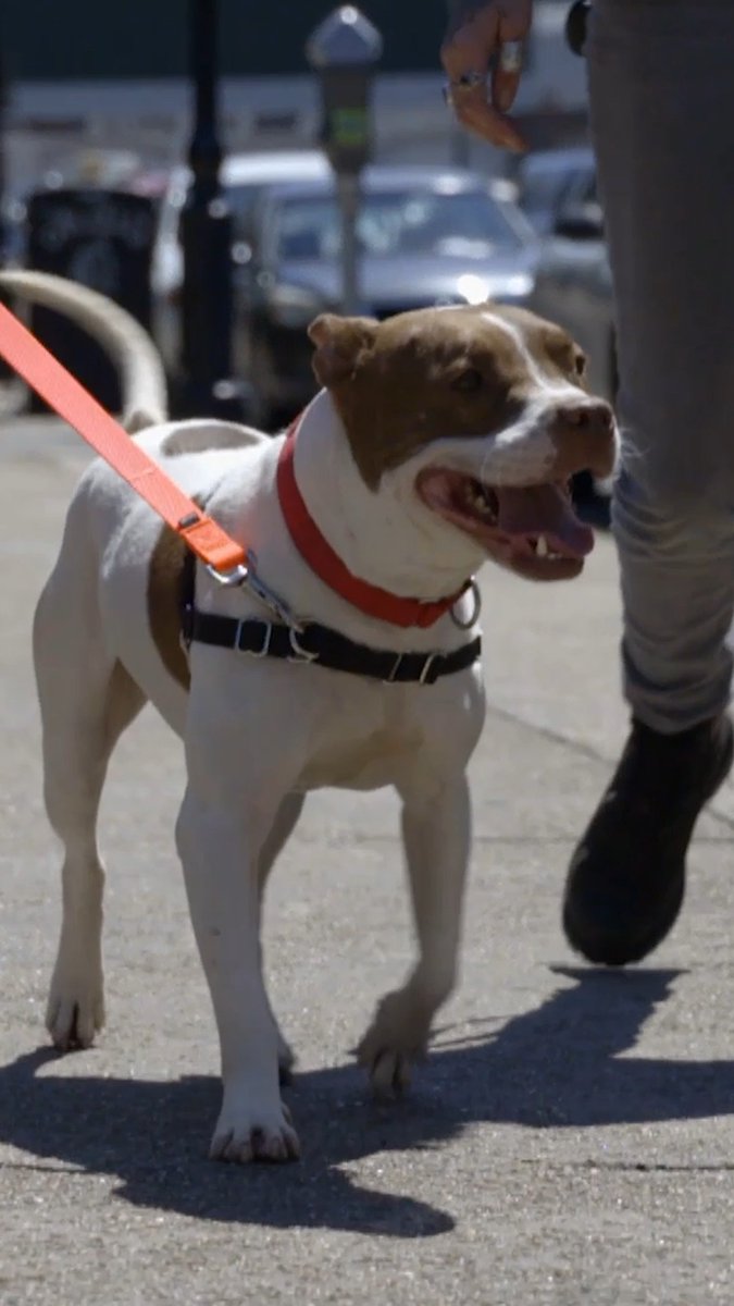 Picking the perfect pittie 🤭🐶 #PitBullsandParolees #pittie #dog